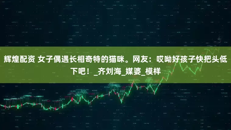 辉煌配资 女子偶遇长相奇特的猫咪。网友：哎呦好孩子快把头低下吧！_齐刘海_媒婆_模样